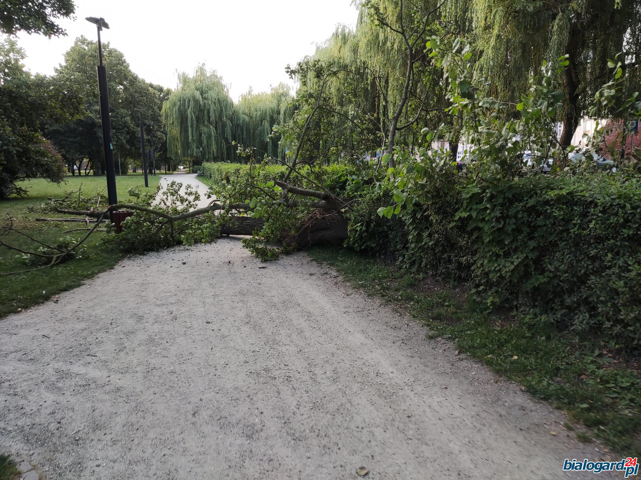 Przewrócone drzewo w Parku Orła Białego w Białogardzie